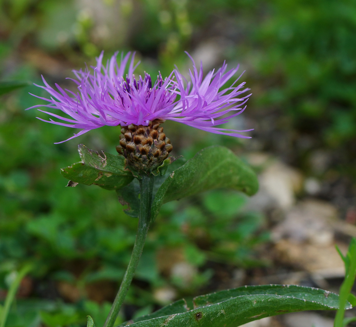 Изображение особи Centaurea jacea.