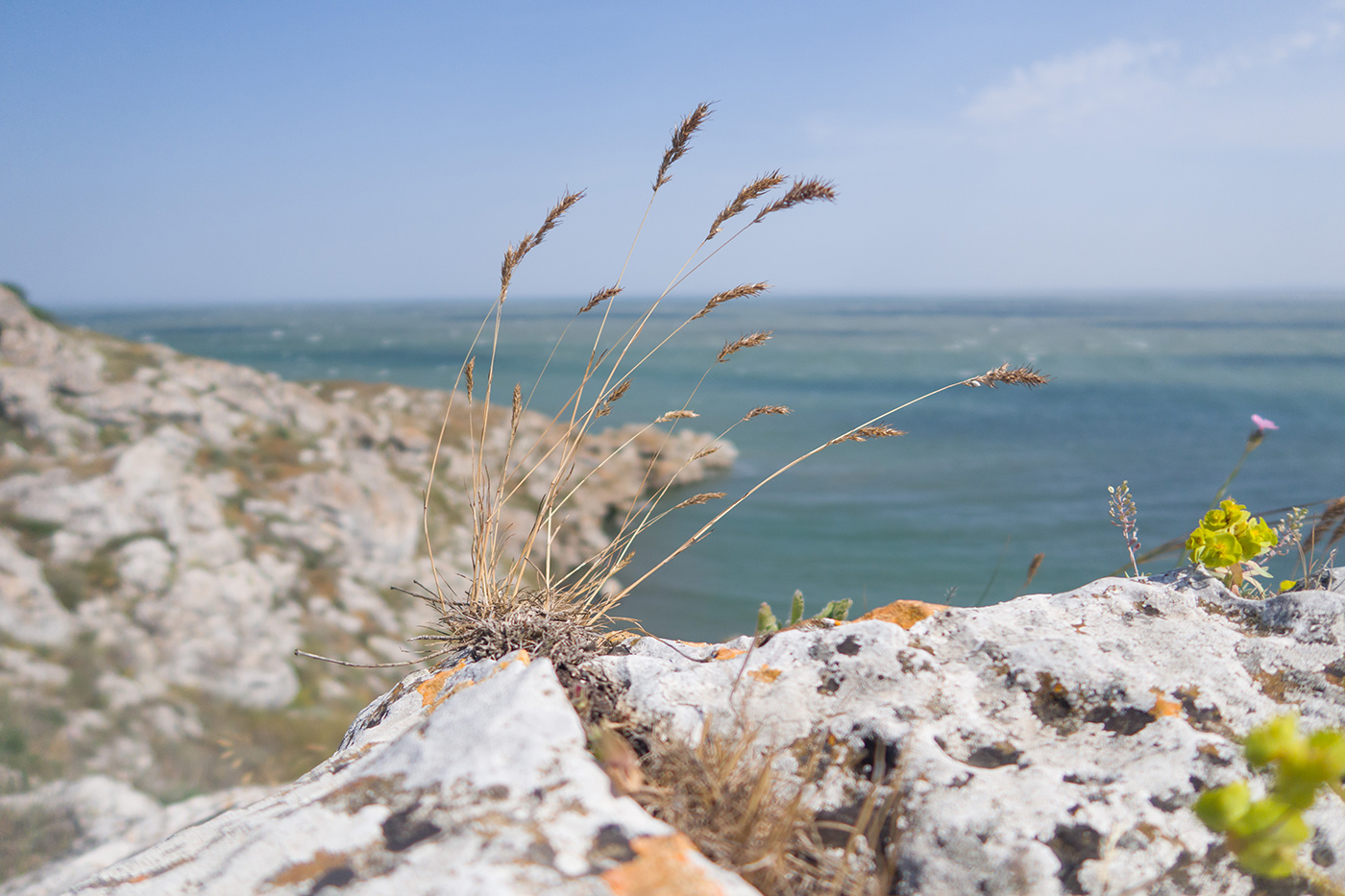 Image of Poa bulbosa ssp. vivipara specimen.