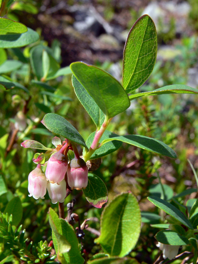 Image of Vaccinium uliginosum specimen.