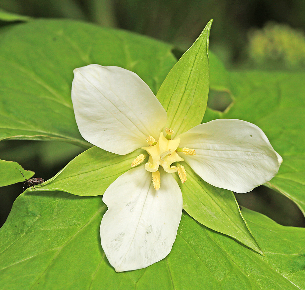 Изображение особи Trillium &times; komarovii.