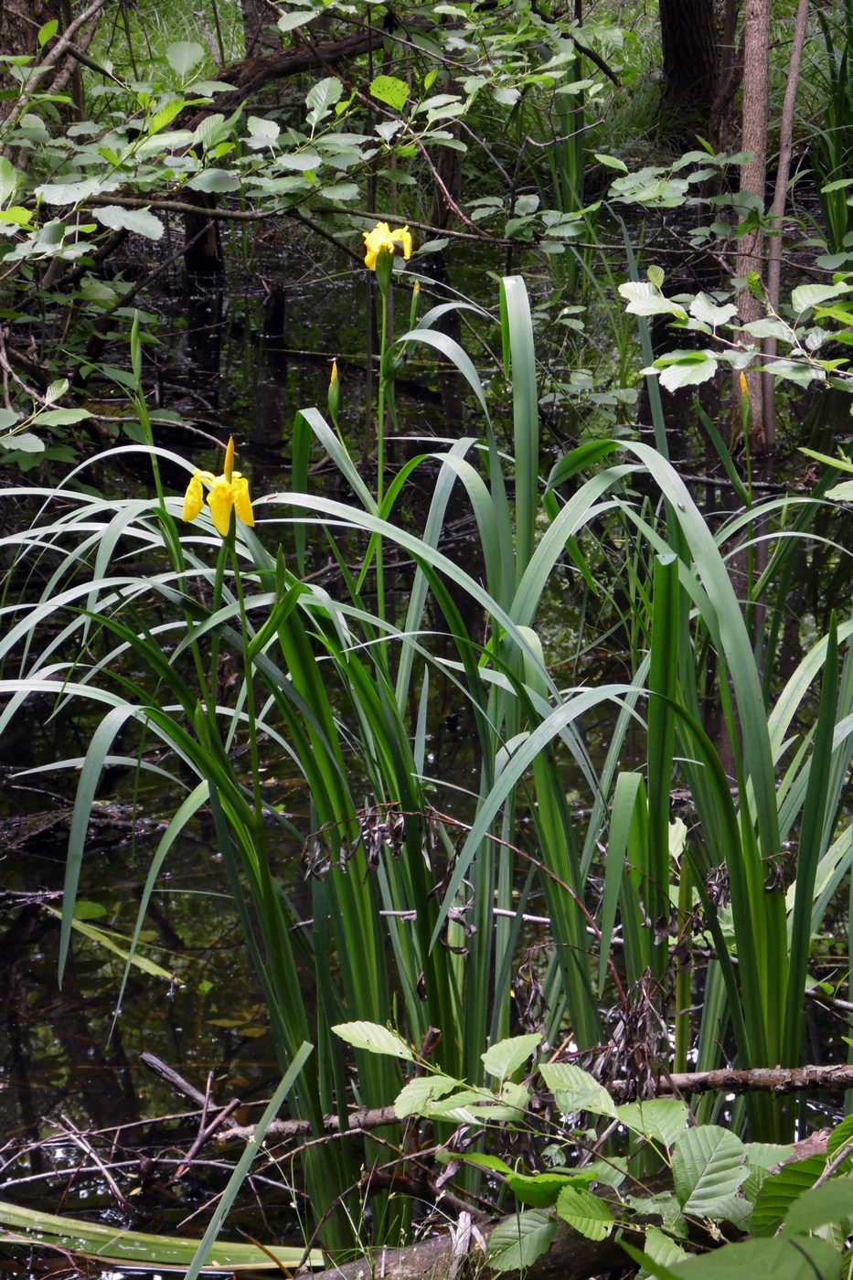 Image of Iris pseudacorus specimen.