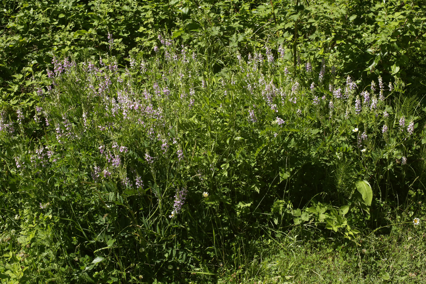 Image of Galega officinalis specimen.