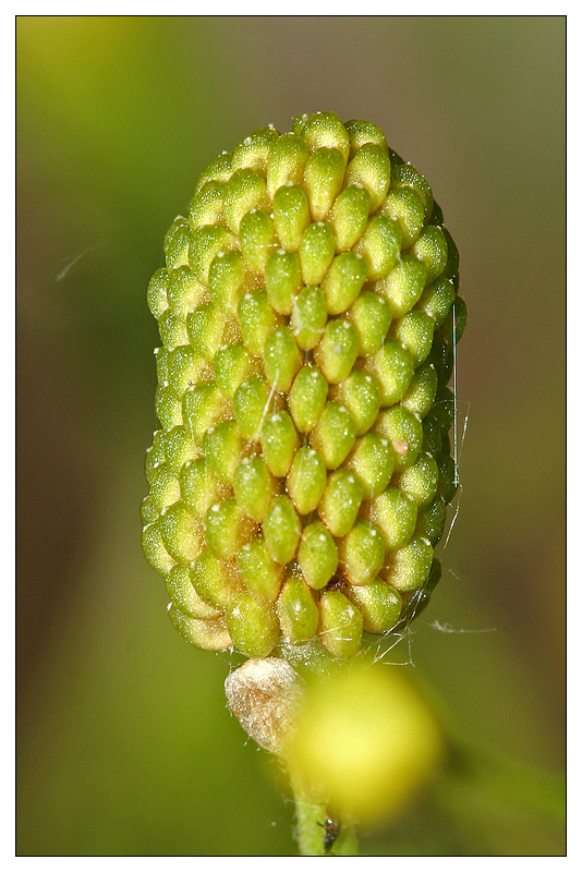 Изображение особи Ranunculus sceleratus.