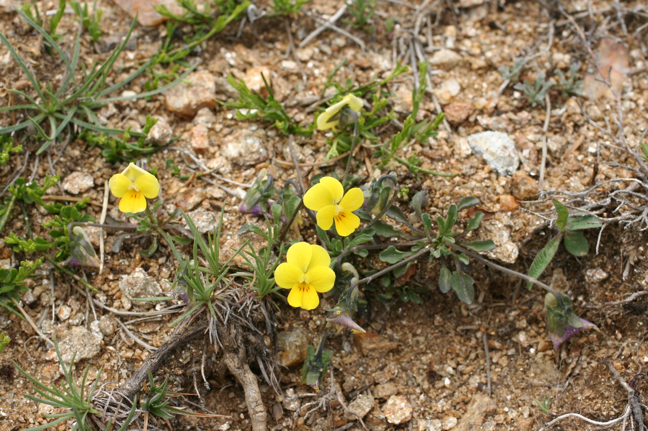 Image of Viola stojanowii specimen.