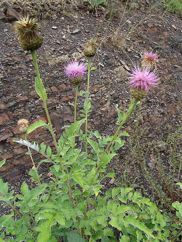 Изображение особи Stemmacantha pulchra.