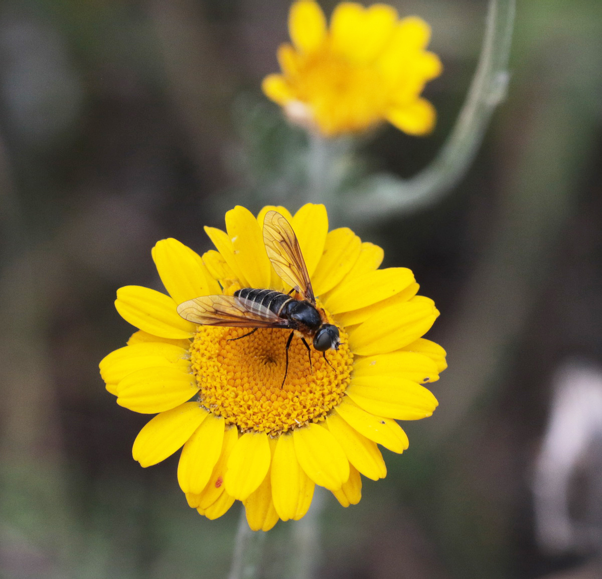 Изображение особи Anthemis tinctoria.