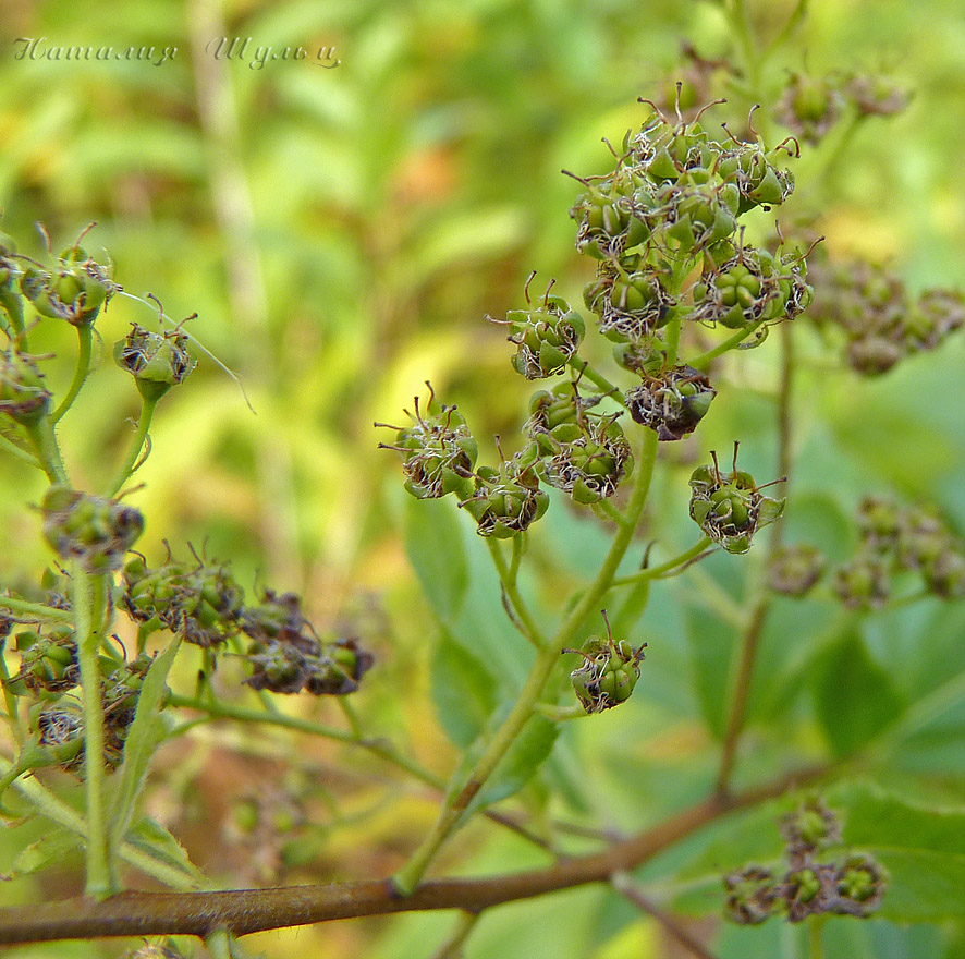 Изображение особи Spiraea salicifolia.