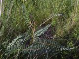 Смотреть изображение Astragalus ponticus