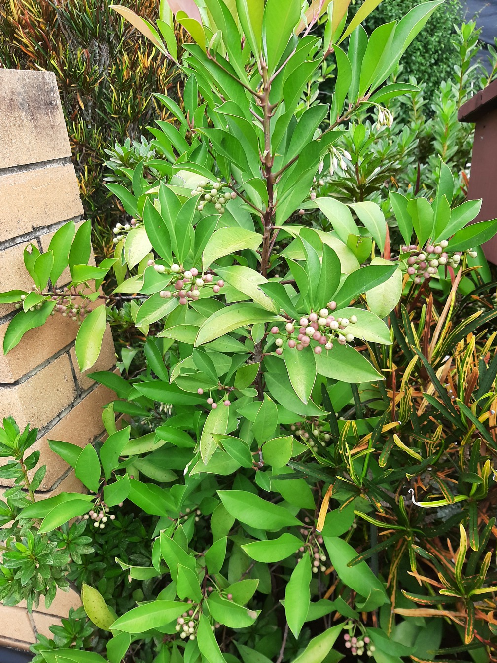 Image of Ardisia elliptica specimen.