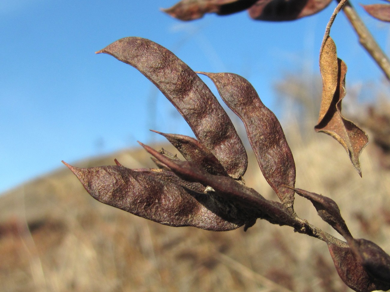 Image of Glycyrrhiza glabra specimen.