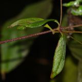 Alternanthera flavescens