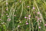Смотреть изображение Dianthus andrzejowskianus