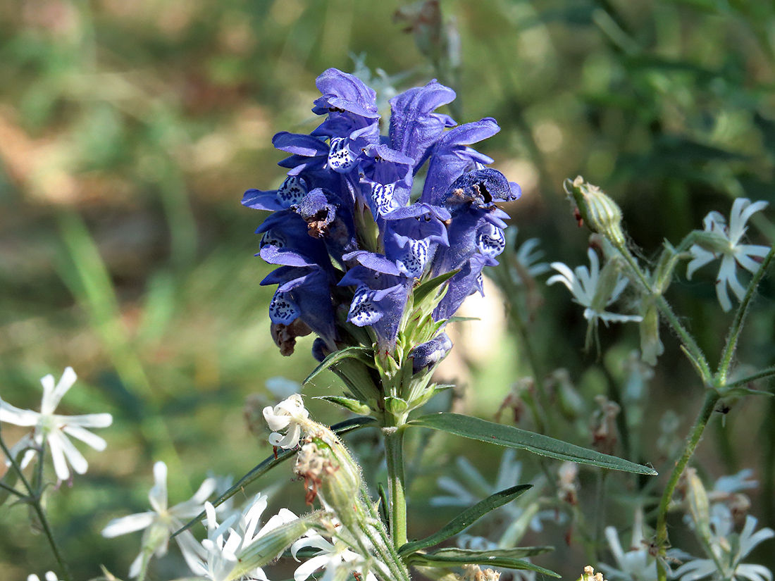 Image of Dracocephalum ruyschiana specimen.