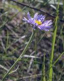 Aster alpinus. Верхушка цветущего побега. Пермский край, Кунгурский р-н, окр. с. Каширино, долина р. Сылва, обнажение гипсов, слабо задернованный крутой склон. 06.06.2021.