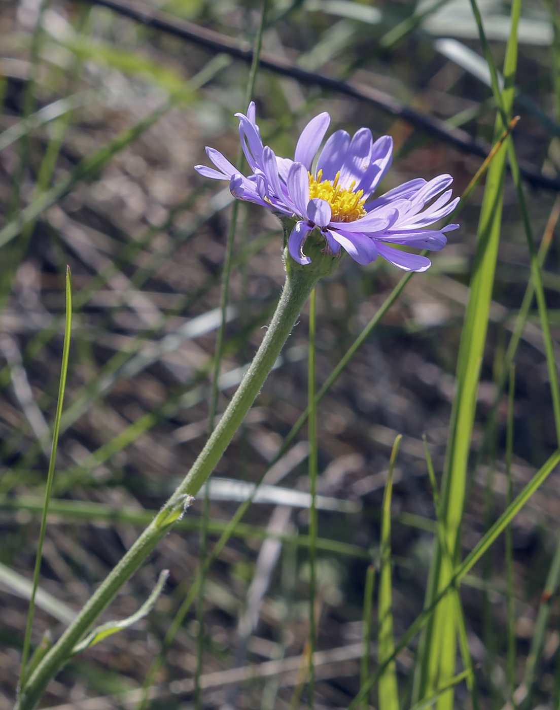 Image of Aster alpinus specimen.