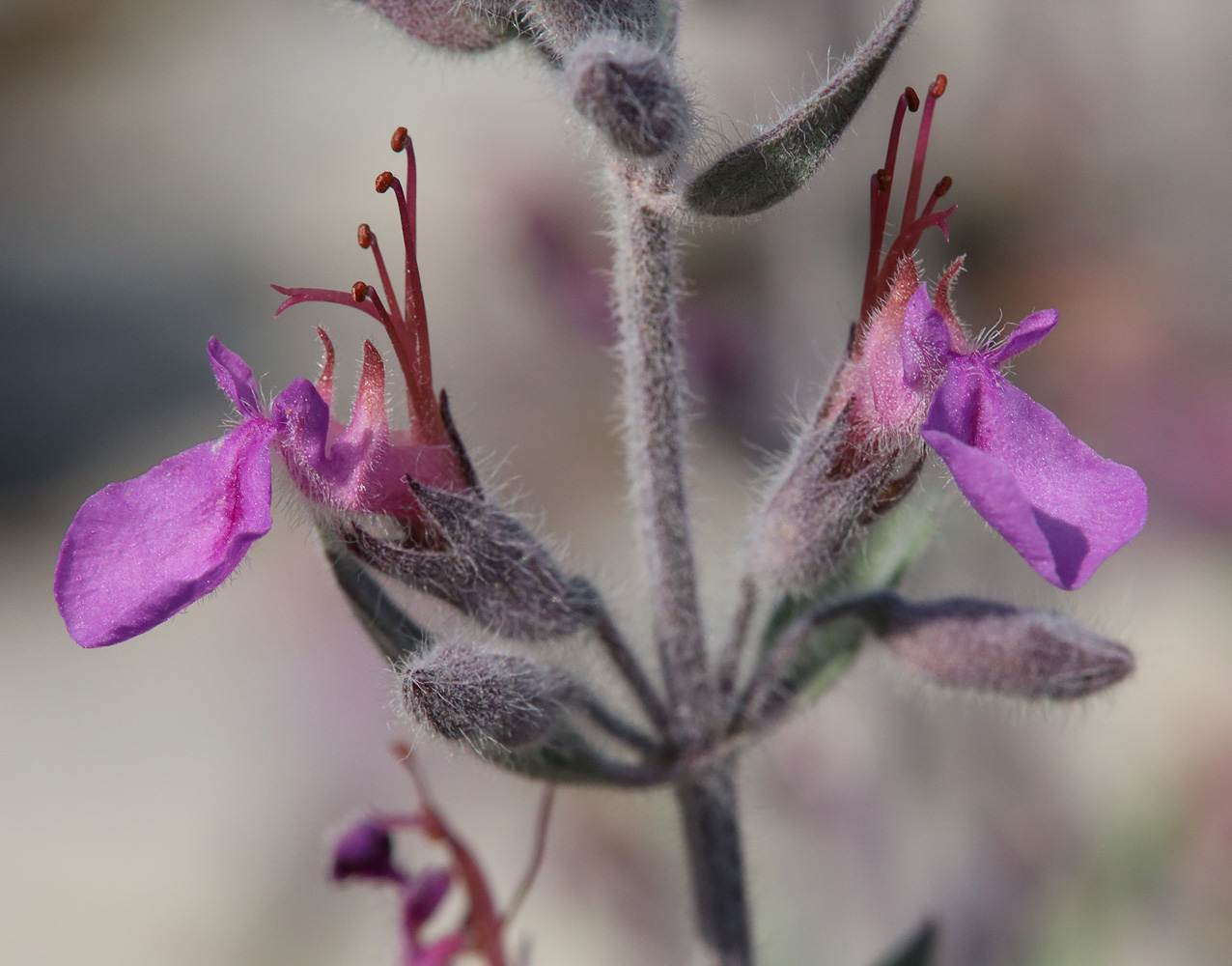 Изображение особи Teucrium canum.