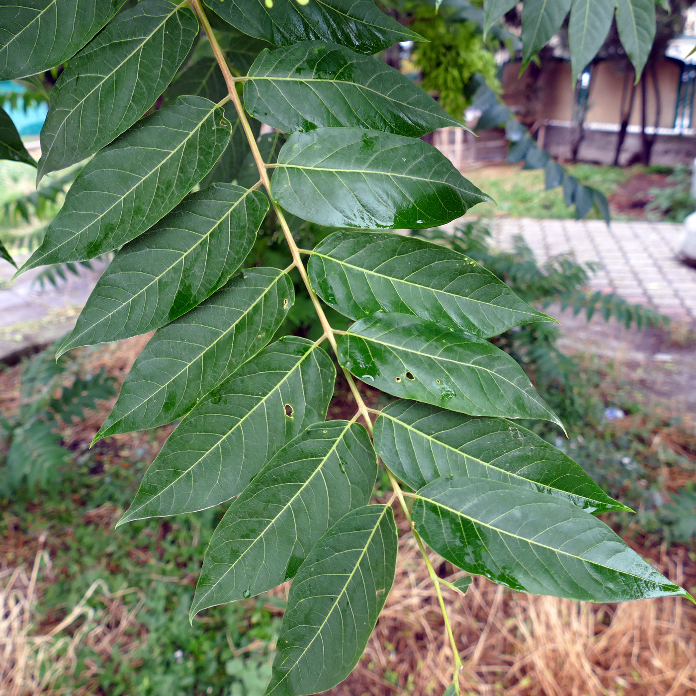 Image of Ailanthus altissima specimen.