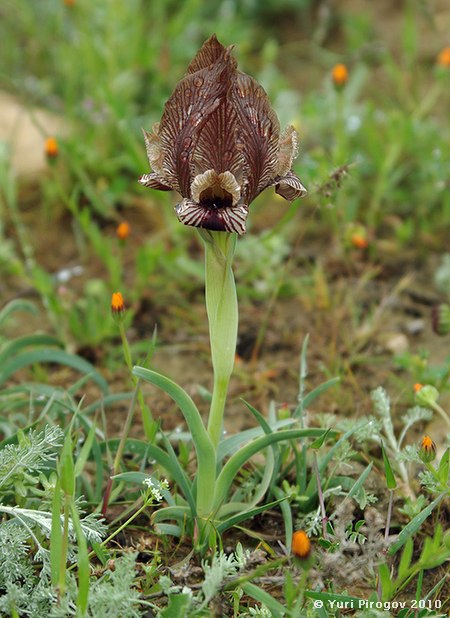 Image of Iris acutiloba specimen.