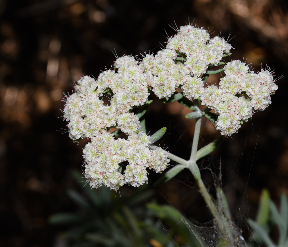 Image of Eriogonum arborescens specimen.