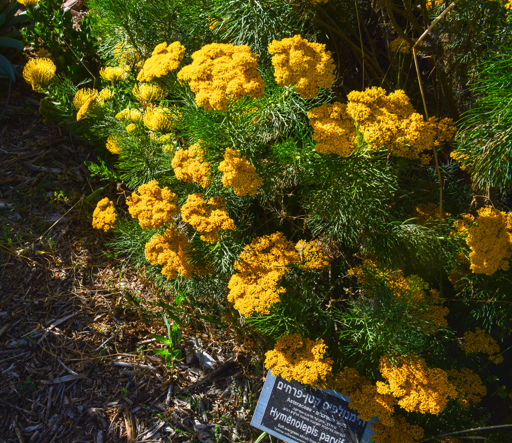 Image of Hymenolepis crithmifolia specimen.