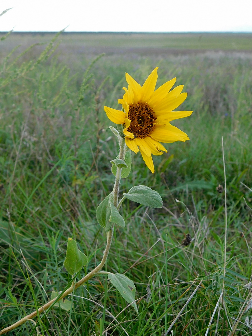 Image of Helianthus annuus specimen.