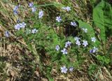 Geranium igoschinae