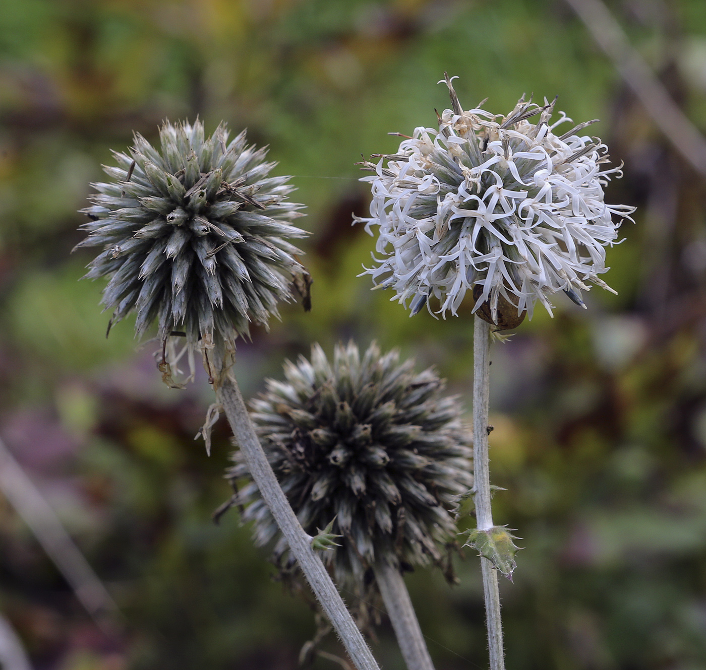 Image of Echinops sphaerocephalus specimen.