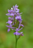 Dactylorhiza urvilleana. Соцветие. Республика Северная Осетия-Алания, Ирафский р-н, Большой Кавказ, правый склон долины р. Караугомдон, ≈ 1580 м н.у.м., смешанный лес. 08.07.2021.