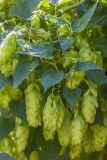 Humulus lupulus. Верхушка побега с соплодиями. Ростовская обл., Аксайский р-н, окр. хут. Александровка, кустарниковые заросли. 08.09.2012.