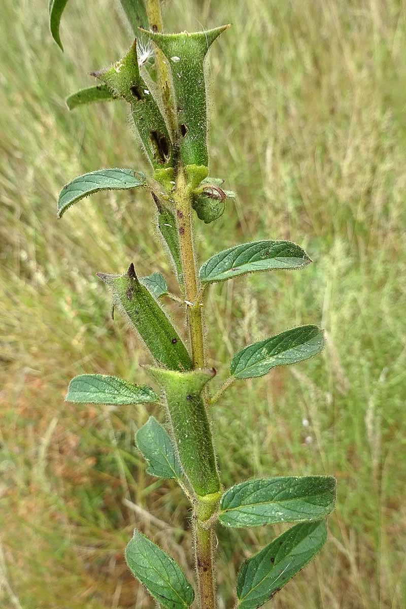 Изображение особи Ceratotheca triloba.