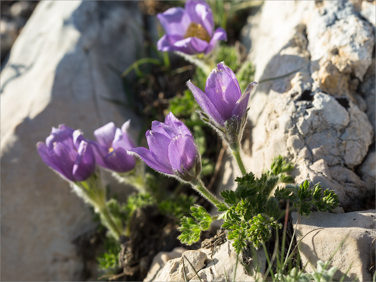 Image of Pulsatilla violacea specimen.