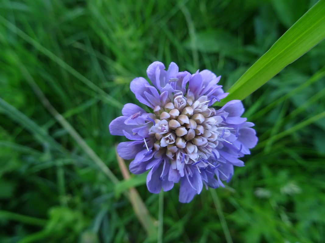 Изображение особи Knautia arvensis.