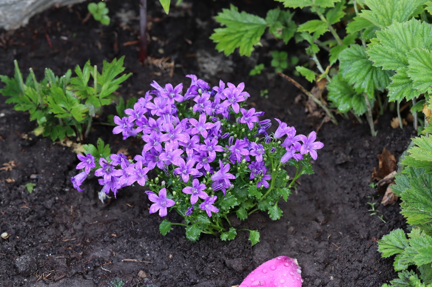 Изображение особи Campanula garganica.