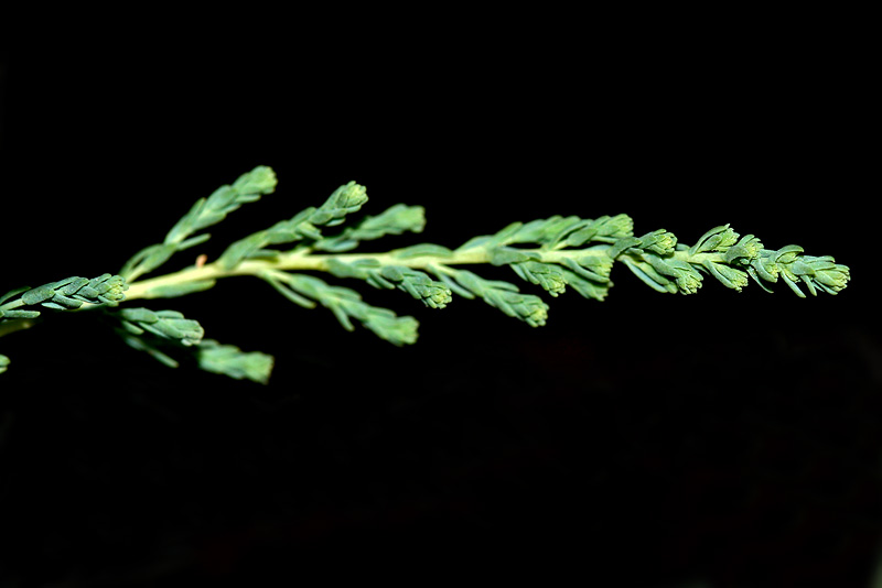 Image of Myricaria bracteata specimen.