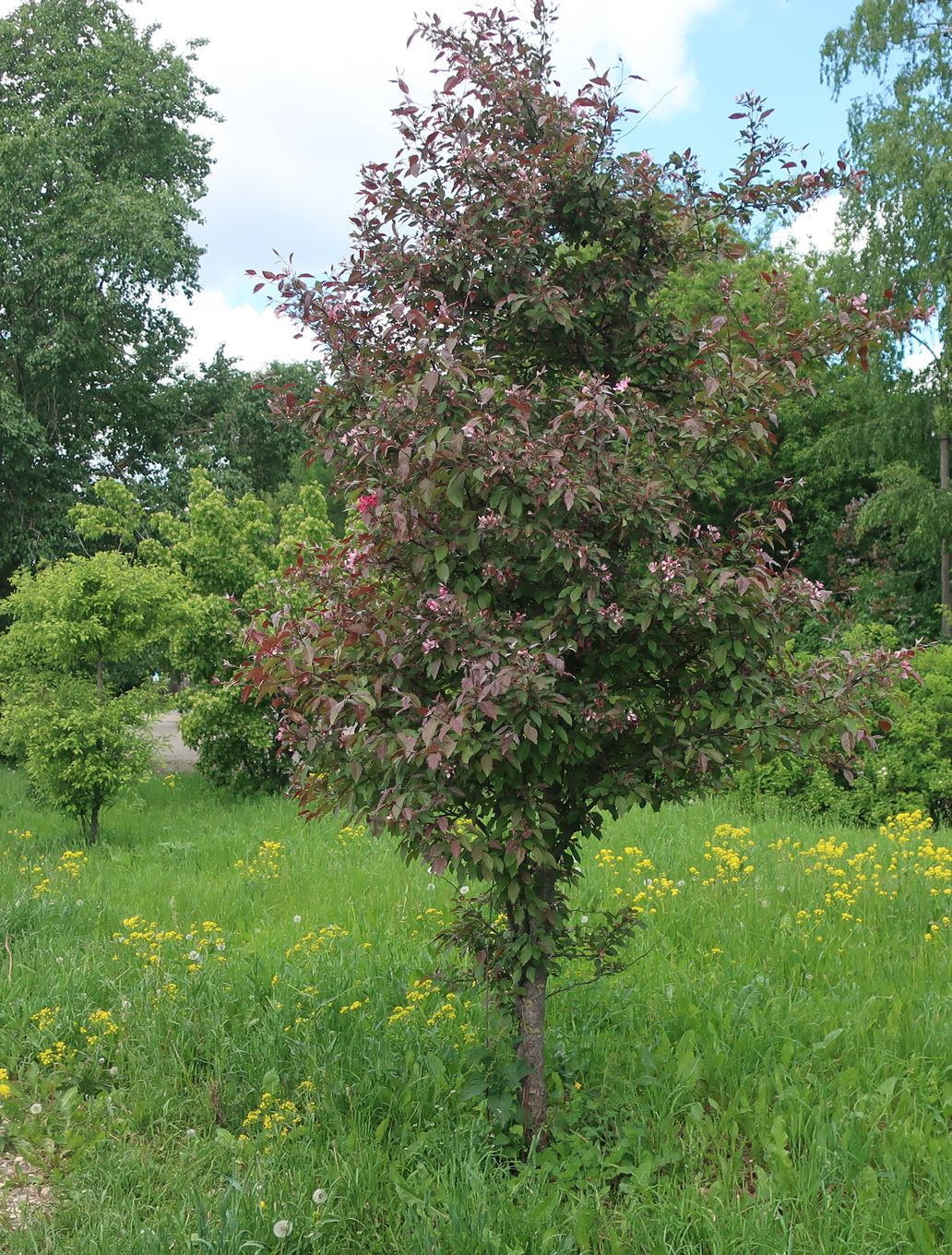 Изображение особи род Malus.