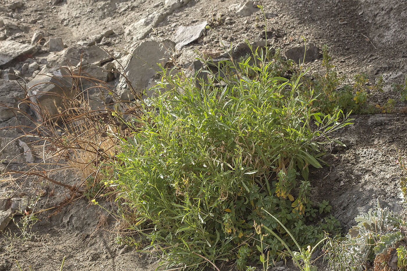 Image of Diplotaxis tenuifolia specimen.