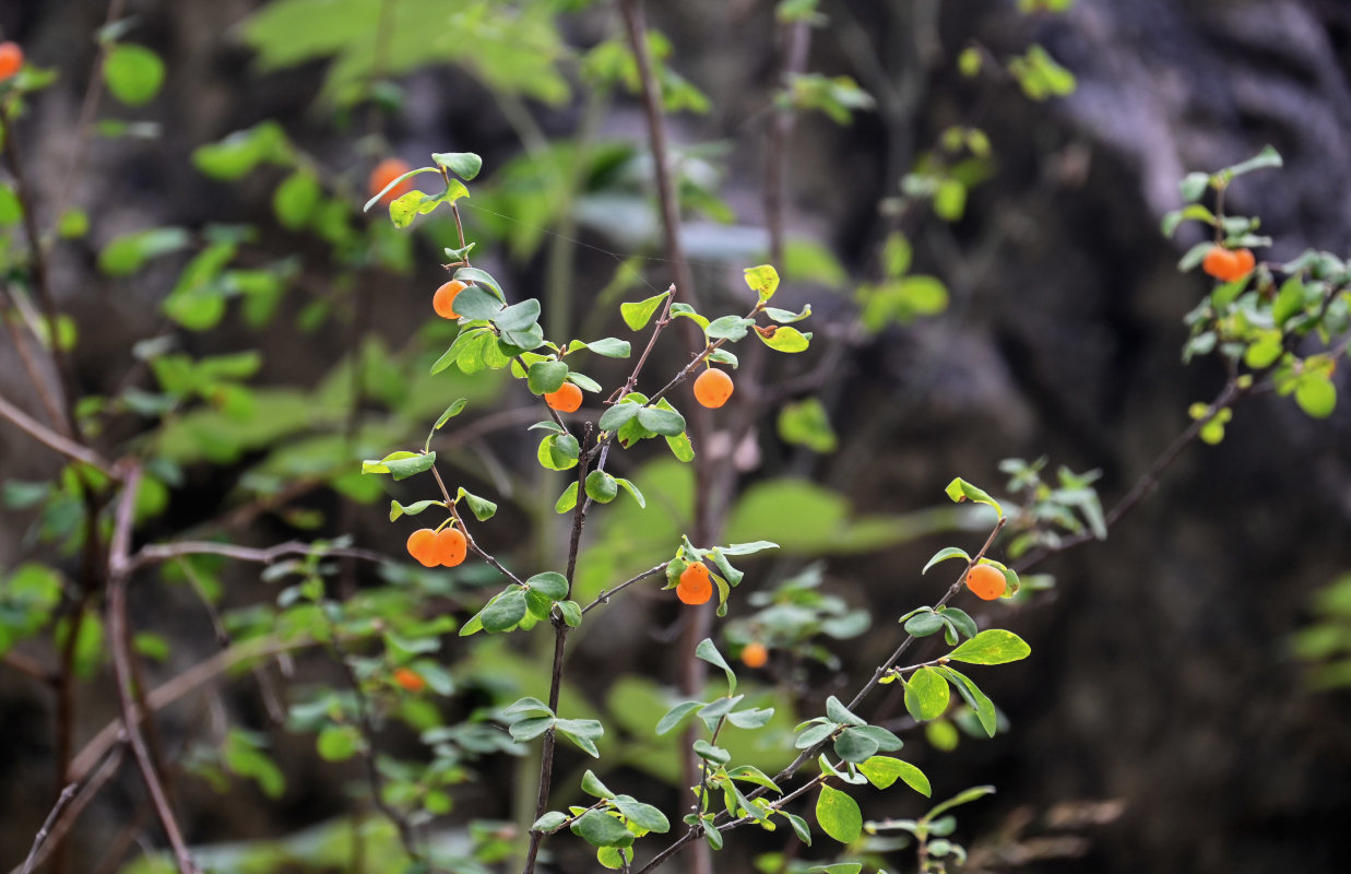 Изображение особи Lonicera microphylla.