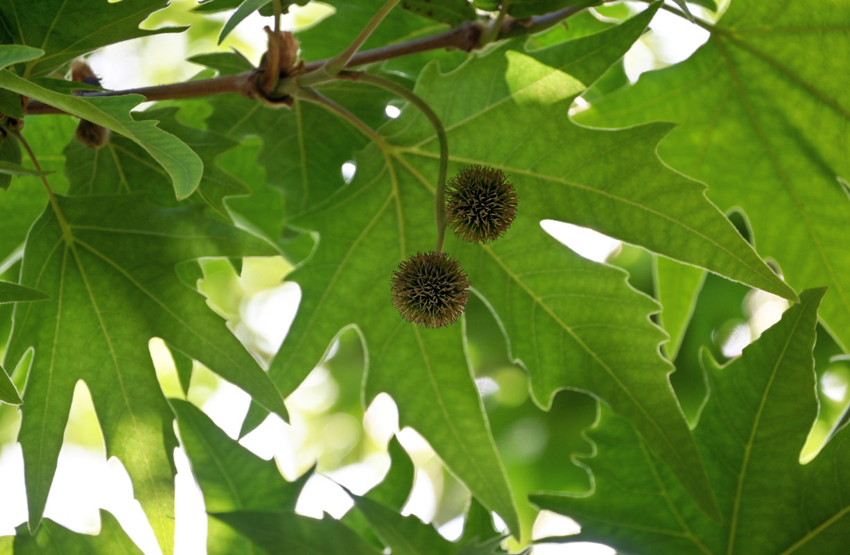 Image of Platanus orientalis specimen.