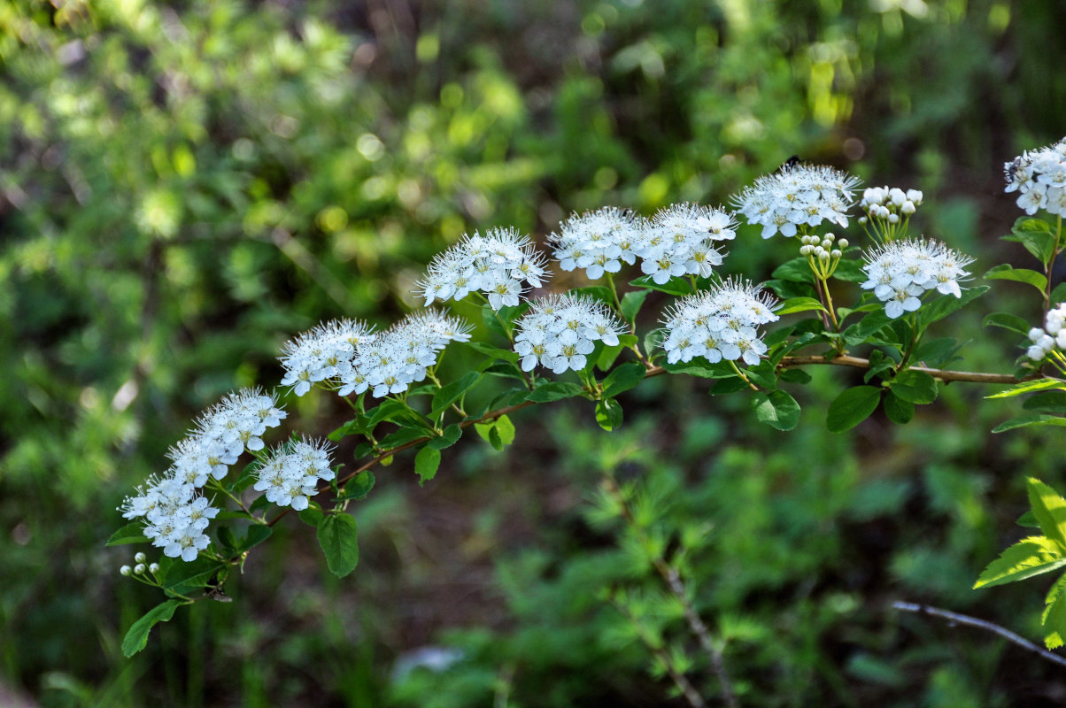 Image of Spiraea flexuosa specimen.