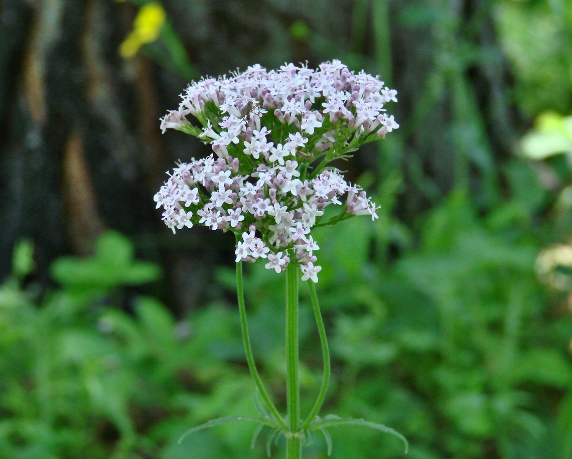 Изображение особи род Valeriana.