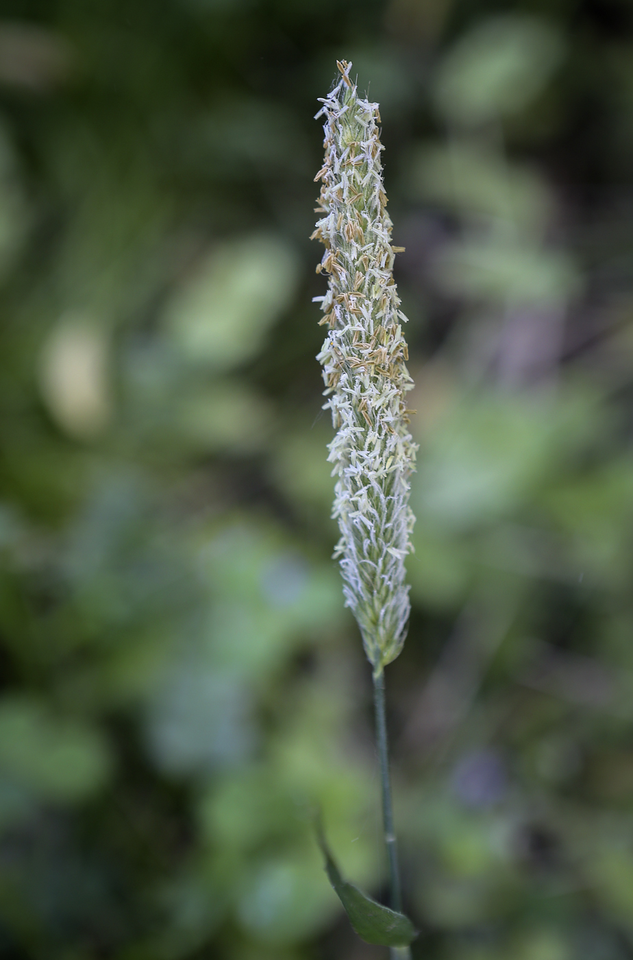 Image of Alopecurus pratensis specimen.