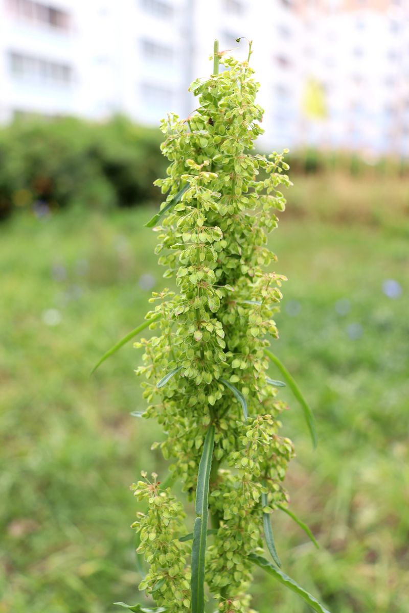 Изображение особи Rumex pseudonatronatus.