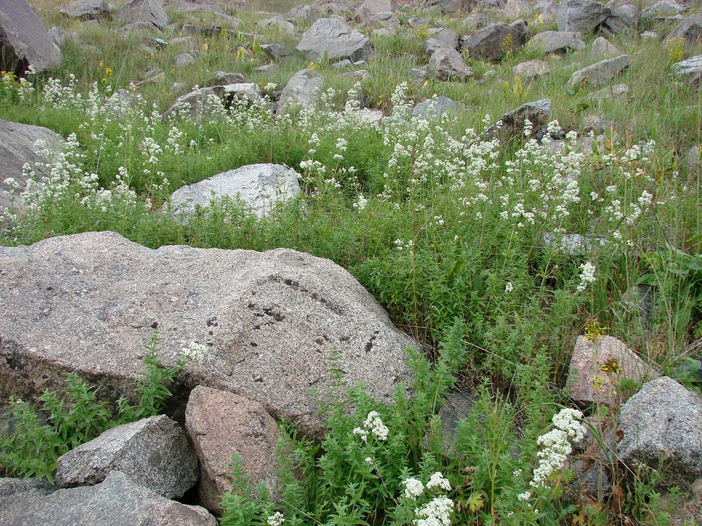 Изображение особи Galium turkestanicum.