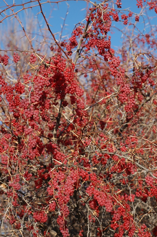 Image of Berberis iliensis specimen.