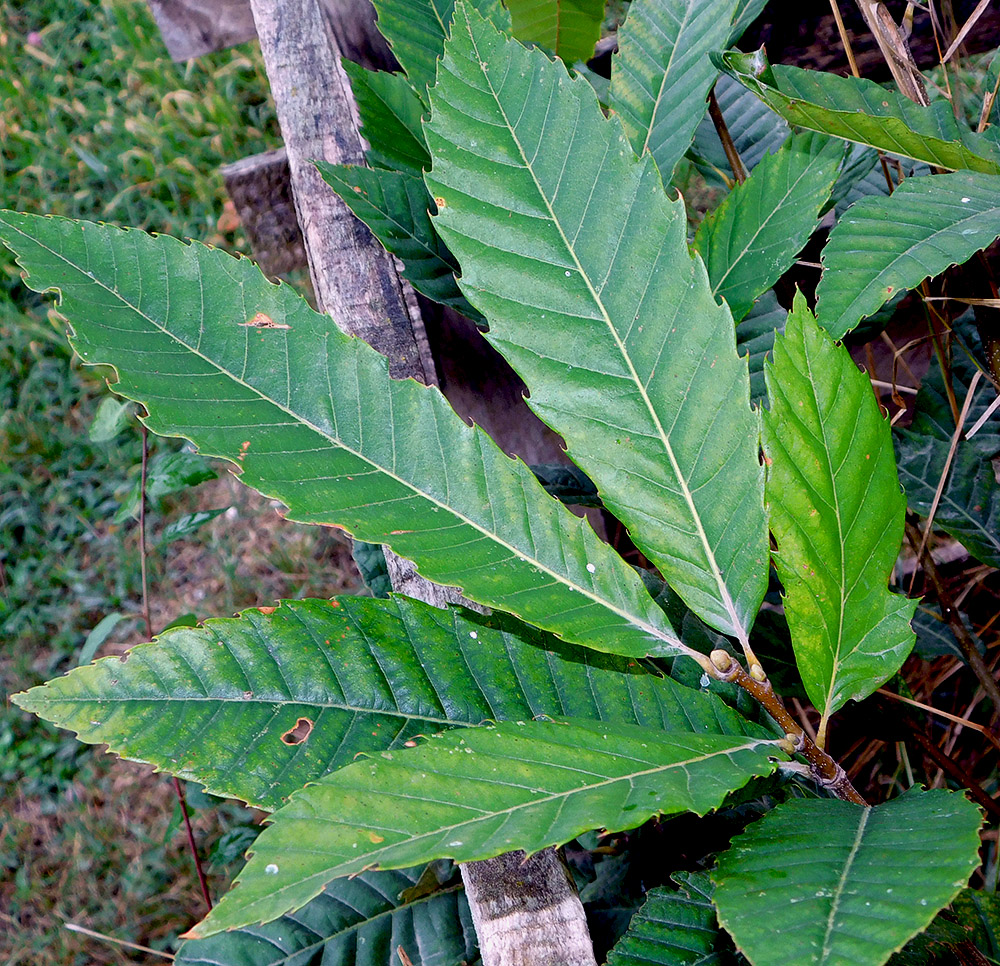 Image of Castanea sativa specimen.