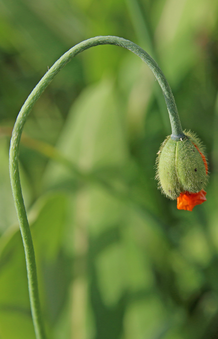 Изображение особи Papaver rupifragum.