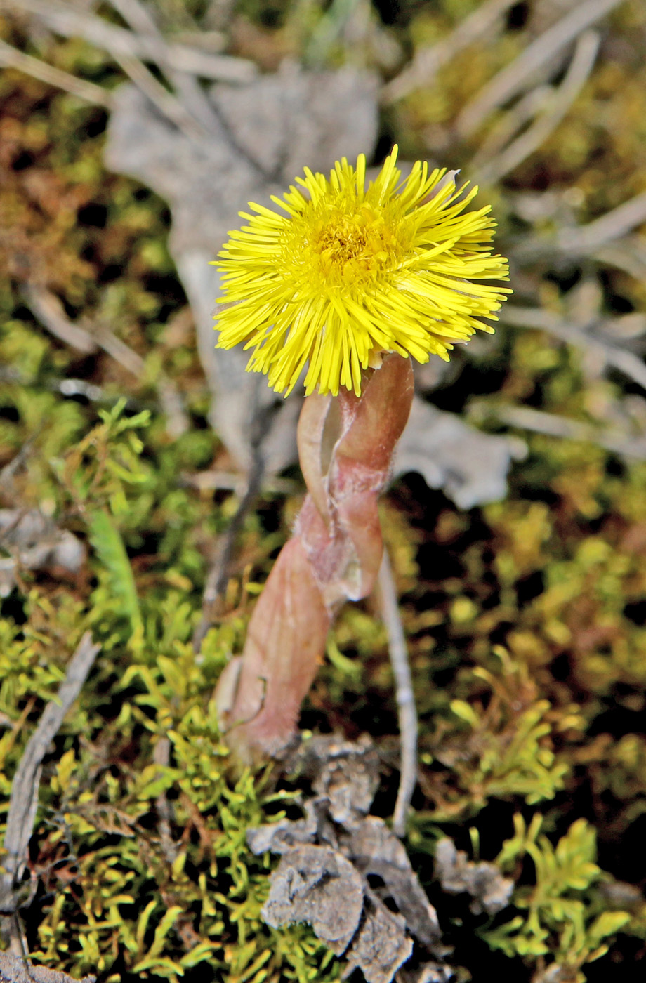 Изображение особи Tussilago farfara.