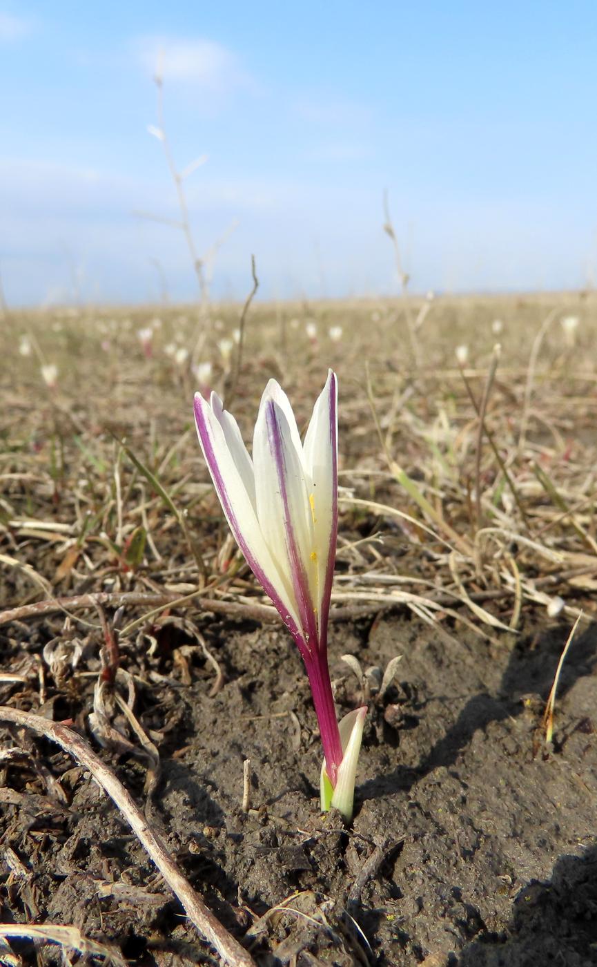 Изображение особи Colchicum kesselringii.