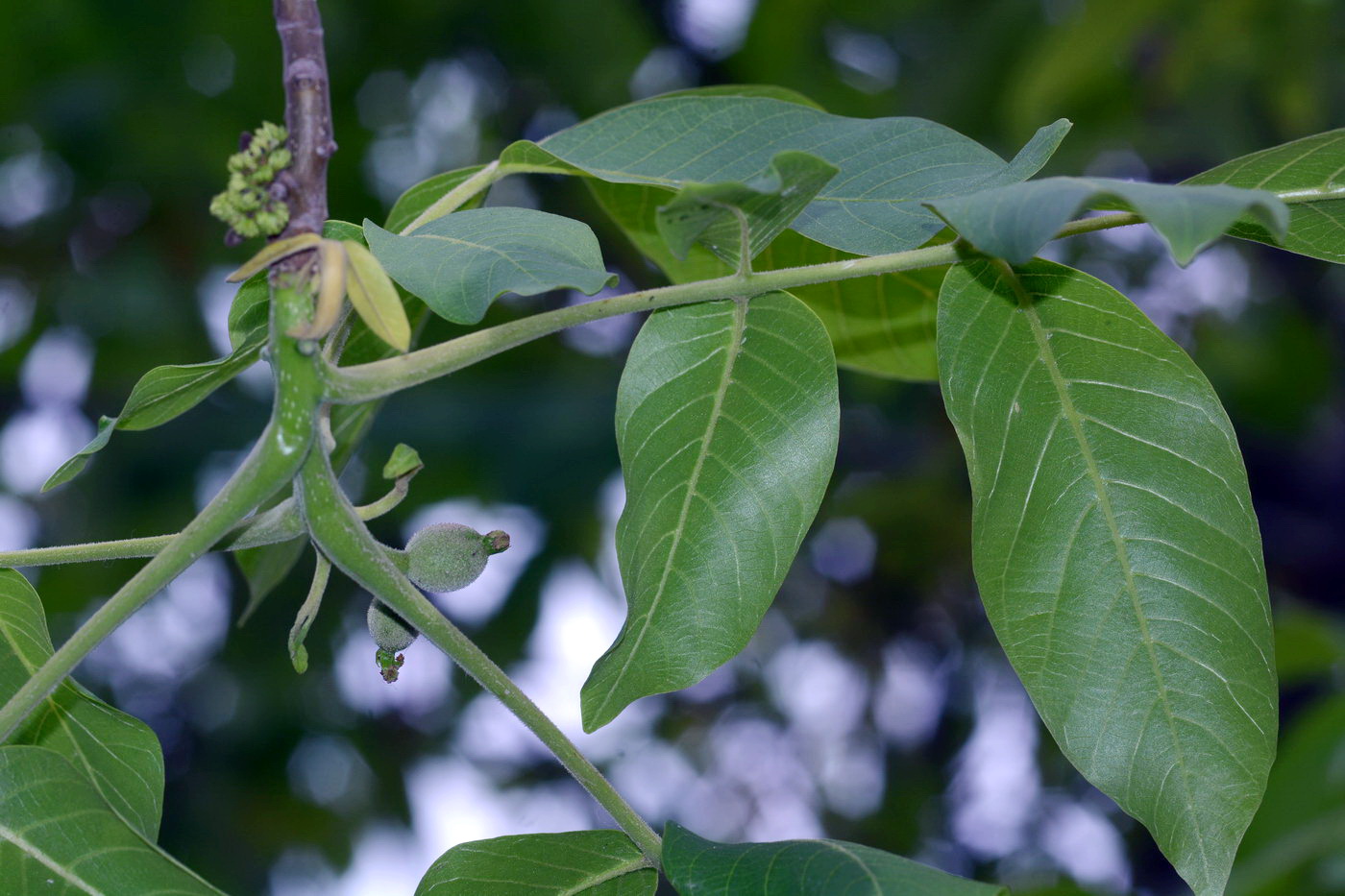 Изображение особи Juglans regia.