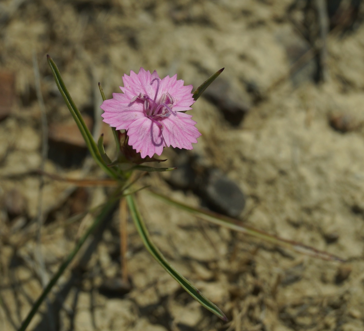 Изображение особи род Dianthus.